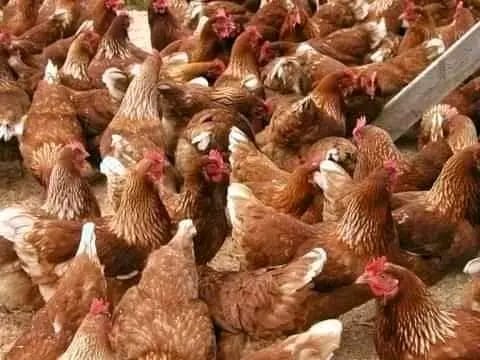 HOW TO USE HERBS TO PREVENT YOUR CHICKEN FROM FALLING SICK EASILY