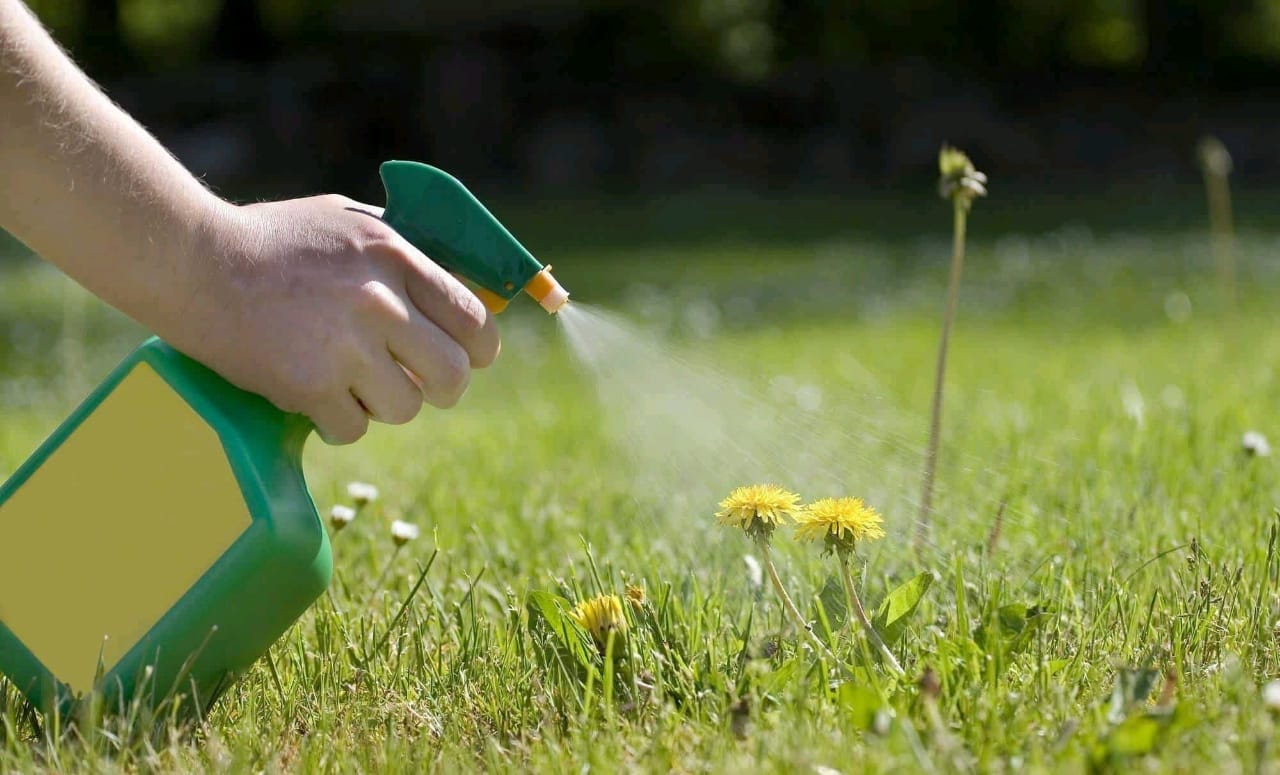 WAYS TO KILL WEEDS NATURALLY IN YOUR FARM
