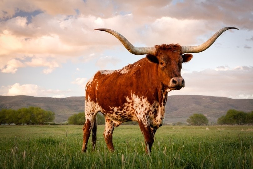 A RARE CATTLE BREED WITH THE SWEETEST MEAT IN THE WORLD
