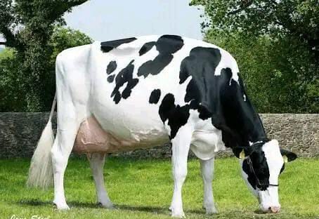 BE RICH BY LOW-YIELDING DAIRY COW