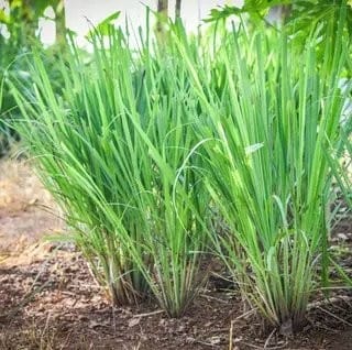 WHY YOU NEED TO PLANT LEMON GRASS AROUND YOUR HOUSE 