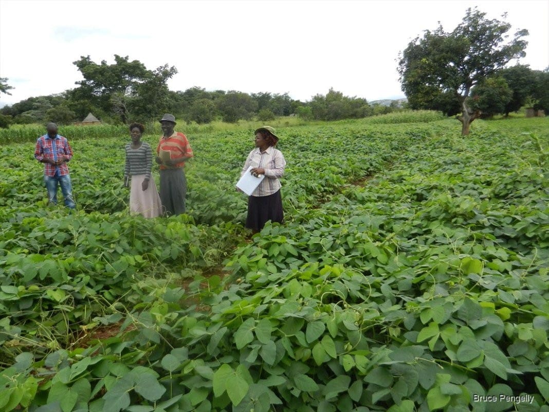 SPECIAL BEAN VARIETY AIDING FARMERS IN CHEAP SOIL FERTILIZATION IN MARKET