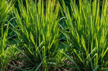 ESSENTIAL CULINARY HERBS FOR EVERY KITCHEN GARDEN