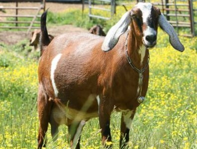 EMPOWERING WIDOWS: THE MULLY CHILDREN FAMILY GOAT PROJECT