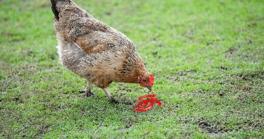  WHY OUR GRANDPARENTS UTILIZED HOT PEPPERS TO TREAT POULTRY
