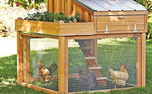 HOW TO KEEP YOUR CHICKEN HAPPY AND HEALTHY.