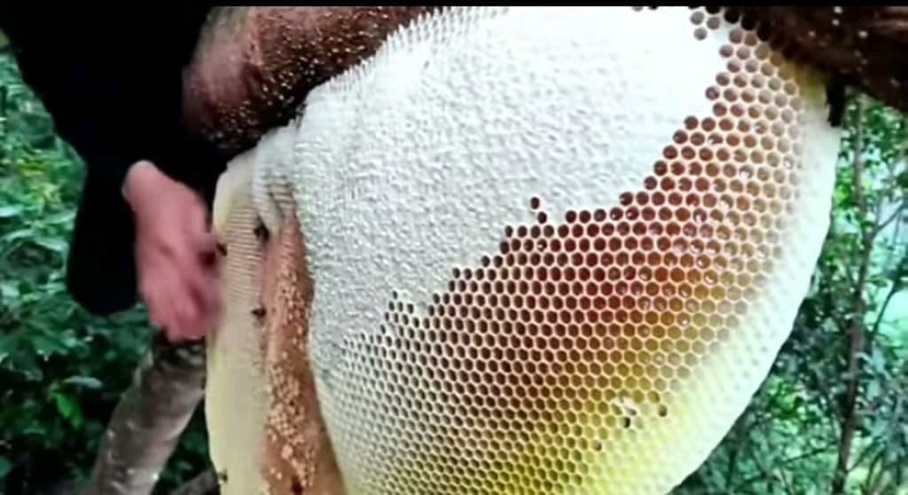 ADVANTAGES AND USES OF HONEY YOU SHOULD KNOW.